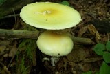 Amanita praecox image
