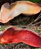 Fistulina hepatica image