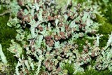 Cladonia squamosa image