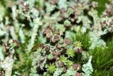 Cladonia squamosa image