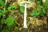 Amanita praecox image