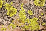 Pleopsidium flavum image