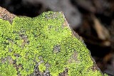 Pleopsidium flavum image