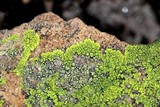 Pleopsidium flavum image