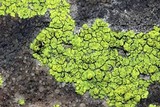 Pleopsidium flavum image