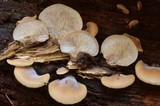 Lentinellus castoreus image
