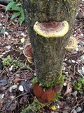 Phellinus gilvus image