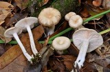 Clitocybe salmonilamella image
