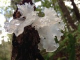 Tremella fuciformis image