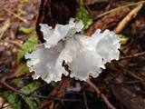 Tremella fuciformis image