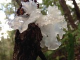 Tremella fuciformis image