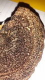 Hexagonia hydnoides image