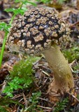 Amanita augusta image