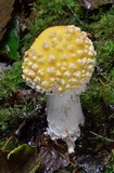 Amanita muscaria var. formosa image
