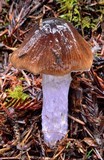 Cortinarius vanduzerensis image