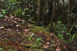 Cortinarius vanduzerensis image