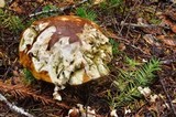 Boletus fibrillosus image