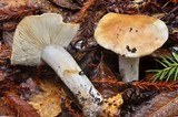 Tricholoma apium image