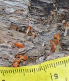 Dacryopinax spathularia image