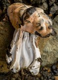 Hypomyces cervinigenus image