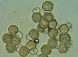 Hypomyces cervinigenus image