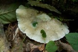 Tyromyces chioneus image