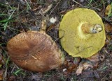 Boletus subtomentosus image