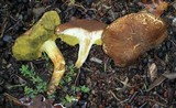 Boletus subtomentosus image