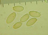 Boletus subtomentosus image