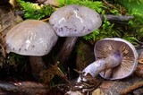 Cortinarius occidentalis image