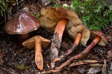 Phaeocollybia redheadii image