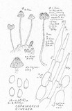 Coprinopsis cinerea image