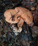 Suillus caerulescens image