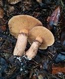 Suillus caerulescens image