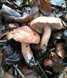 Tricholoma dryophilum image
