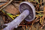 Cortinarius occidentalis image