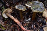 Phaeocollybia olivacea image