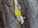 Merulius tremellosus image