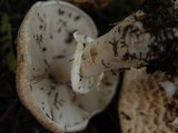 Agaricus impudicus image