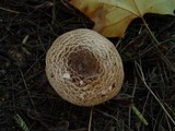 Agaricus impudicus image