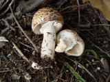 Agaricus impudicus image
