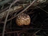Agaricus impudicus image