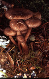 Inocybe lanuginosa image