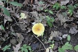 Amanita flavorubescens image