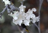 Parmotrema arnoldii image