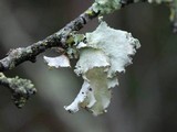 Parmotrema arnoldii image