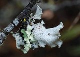 Parmotrema arnoldii image