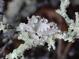 Parmotrema arnoldii image