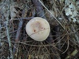 Clitocybe martiorum image
