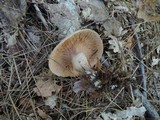 Clitocybe martiorum image